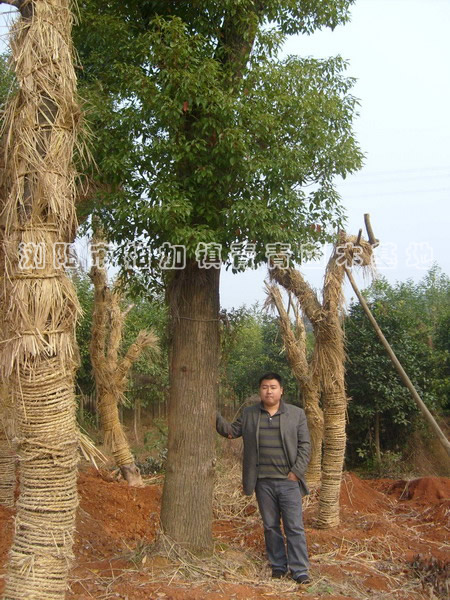 30cm